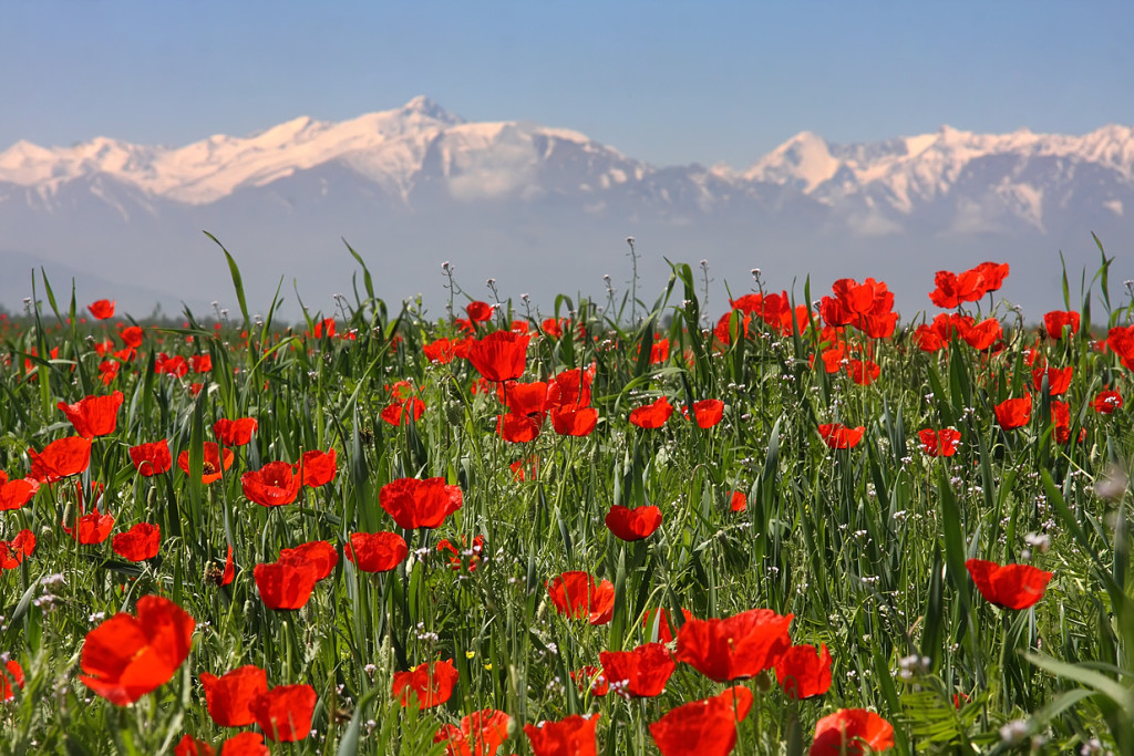 Spring Time