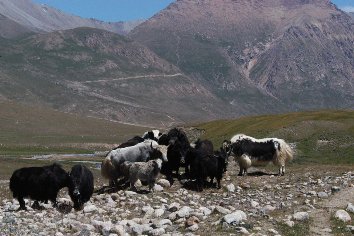 Yaks at Tosor Pass