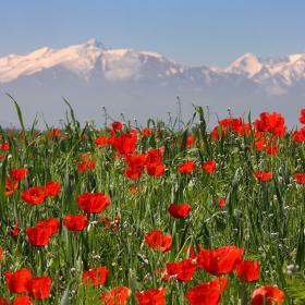 <p>Spring is a very beautiful period in Kyrgyzstan. You can enjoy fields of stunning flowers covering majestic valley landscapes.</p>
