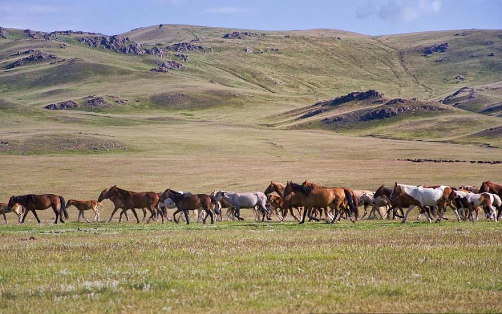 Herd of horses Kyrgyzstan